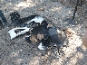 1FA6P8CF0N5****** Destrozados 2022 Ford Mustang en Estado de Virginia