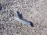 1C3CDFEB2ED****** Wrecked 2014 Dodge Dart in Illinois State