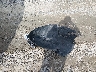 ZACNJBBB2KP****** Wrecked 2019 Jeep Renegade in West Virginia State
