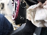 3MVDMBBM9PM****** Salvage 2023 Mazda CX-30 in Maryland State