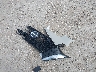 3N1AB8CV0SY****** Wrecked 2025 Nissan Sentra in Texas State