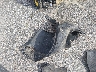 2T3G1RFV0MW****** Destrozados 2021 Toyota RAV4 en Estado de Maine