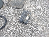 JHMGE8H67AC****** Destrozados 2010 Honda Fit en Estado de Indiana