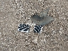 1G4CW52K2X4****** Wrecked 1999 Buick Park Avenue in Texas State