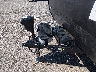 5ZT2CABC6TK****** Reparables 2026 Coachmen Catalina