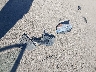 KNDJF724397****** Destrozados 2009 Kia Sportage en Estado de California