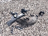 1N4BL4FV1KC****** Destrozados 2019 Nissan Altima en Estado de Virginia