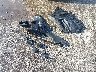 2HGFC2F62KH****** Wrecked 2019 Honda Civic in Kansas State