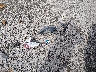 KMHLS4DG4RU****** Wrecked 2024 Hyundai Elantra in Arkansas State