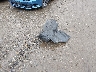 2HGFE2F22TH****** Destrozados 2026 Honda Civic en Estado de Massachusetts