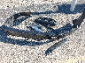 WBAJE7C38HG****** Wrecked 2017 BMW 5 Series in Wisconsin State