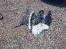 1N4BL4CW8SN****** Reparables 2025 Nissan Altima