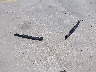 19XFC1F37LE****** Wrecked 2020 Honda Civic in Texas State