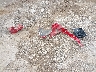 3GCUYDED8LG****** Wrecked 2020 Chevrolet Silverado 1500 in Texas State