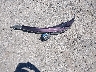 2T3WFREV3GW****** Wrecked 2016 Toyota RAV4 in California State