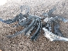 NMTKHMBX8JR****** Destrozados 2018 Toyota C-HR en Estado de Arizona