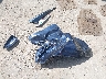 4T4BF1FK7GR****** Wrecked 2016 Toyota Camry in Texas State