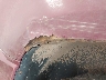 1GKUKMEF0AR****** Repairable 2010 GMC Yukon XL in South Dakota State