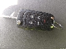 1G11C5SL8EF****** Salvamento 2014 Chevrolet Malibu en Estado de Iowa