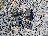 1GCWGFCF0F1****** Wrecked 2015 Chevrolet Express 2500 in West Virginia State