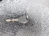 1D7HU18N36J****** Salvage 2006 Dodge Ram 1500 in Colorado State