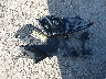 2HGFE2F57TH****** Destrozados 2026 Honda Civic en Estado de Texas