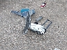 3KPFT4DE9SE****** Salvage 2025 Kia K4 in Texas State