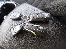 2FMTK4J87FB****** Salvage 2015 Ford Edge in Illinois State