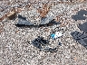 3N1AB7AP0HL****** Wrecked 2017 Nissan Sentra in Ohio State