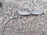 5NMZTDLB0JH****** Wrecked 2018 Hyundai Santa Fe in Pennsylvania State