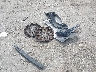 4T1B31HK9KU****** Wrecked 2019 Toyota Camry Hybrid in Virginia State