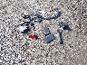 JTMWFREV7FD****** Wrecked 2015 Toyota RAV4 in Arkansas State