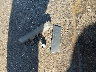 1NXBR32E33Z****** Wrecked 2003 Toyota Corolla in Texas State