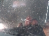 3TMLB5JN5SM****** Wrecked 2025 Toyota Tacoma