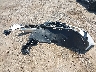 4T1DAACKXTU****** Wrecked 2026 Toyota Camry in Texas State