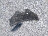 3FADP4EJ9KM****** Wrecked 2019 Ford Fiesta in Missouri State