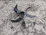 JF1VBAU62N8****** Wrecked 2022 Subaru WRX in Pennsylvania State