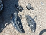 KM8J3CA45MU****** Wrecked 2021 Hyundai Tucson in Texas State