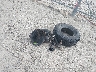 1GNEK13Z24R****** Wrecked 2004 Chevrolet Tahoe in Ohio State