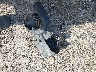 3N1AB7AP5DL****** Wrecked 2013 Nissan Sentra in Texas State