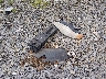 2G1WW12E649****** Wrecked 2004 Chevrolet Monte Carlo in West Virginia State