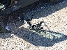 3GKALTEV5KL****** Wrecked 2019 GMC Terrain in Iowa State