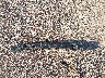 5NPE34AF6FH****** Wrecked 2015 Hyundai Sonata in Texas State