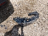 5TDAAAA53RS****** Wrecked 2024 Toyota Grand Highlander in Arkansas State