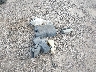 5TDYK3DC7BS****** Wrecked 2011 Toyota Sienna in Texas State