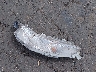 4T1BF1FK6HU****** Wrecked 2017 Toyota Camry in Oregon State