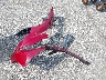 KMHDH4AE3GU****** Destrozados 2016 Hyundai Elantra en Estado de Indiana