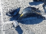 KMHM24AA4SA****** Wrecked 2025 Hyundai IONIQ 6 in California State
