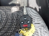 JF2GTAAC0KH****** Salvamento 2019 Subaru Crosstrek en Estado de Indiana
