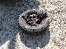 1FTRW12W36K****** Wrecked 2006 Ford F-150 in Georgia State